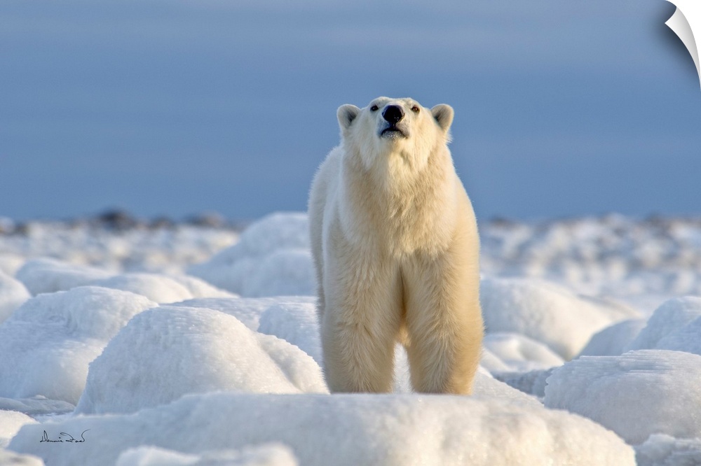 Polar bear on Hudson Bay coast in Manitoba, Canada, in a brilliant setting of ice-covered rocks against a cold blue sky co...
