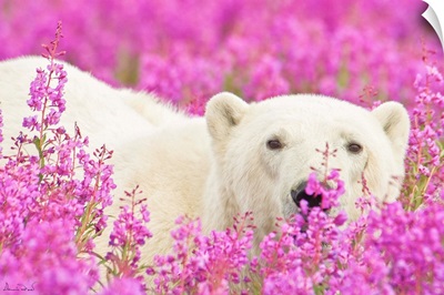 Polar Bear Playing Peekaboo