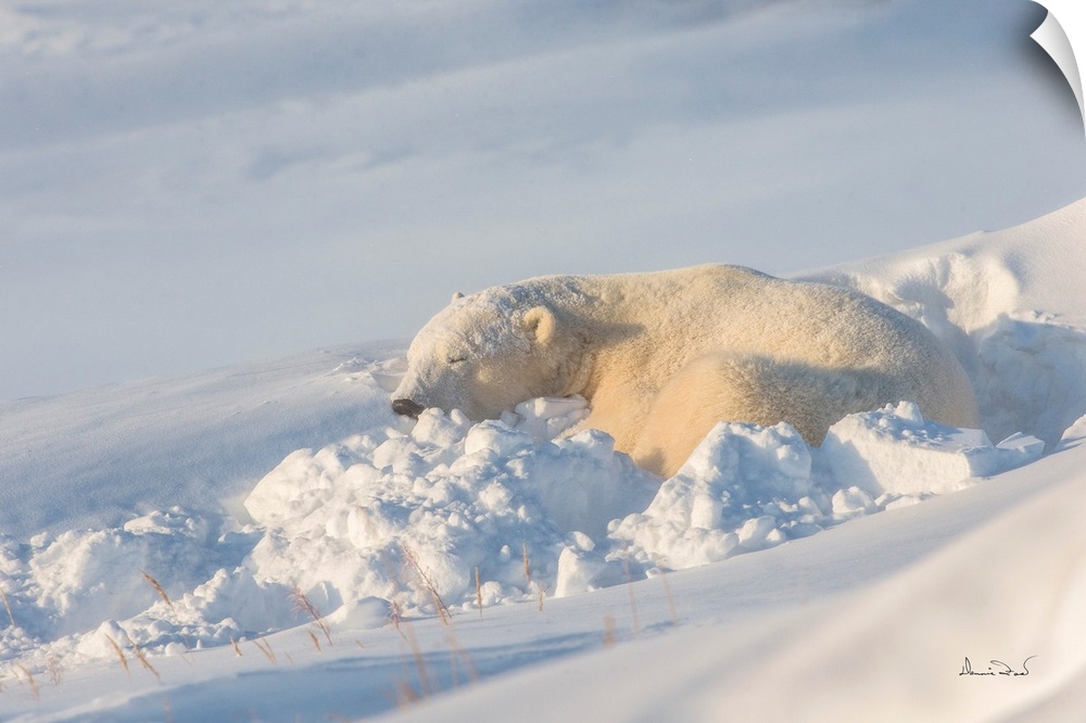 Polar Bear (Ursus maritimus) asleep in its comfortable bed after riding out a snowstorm on the Hudson Bay Coast, Manitoba,...