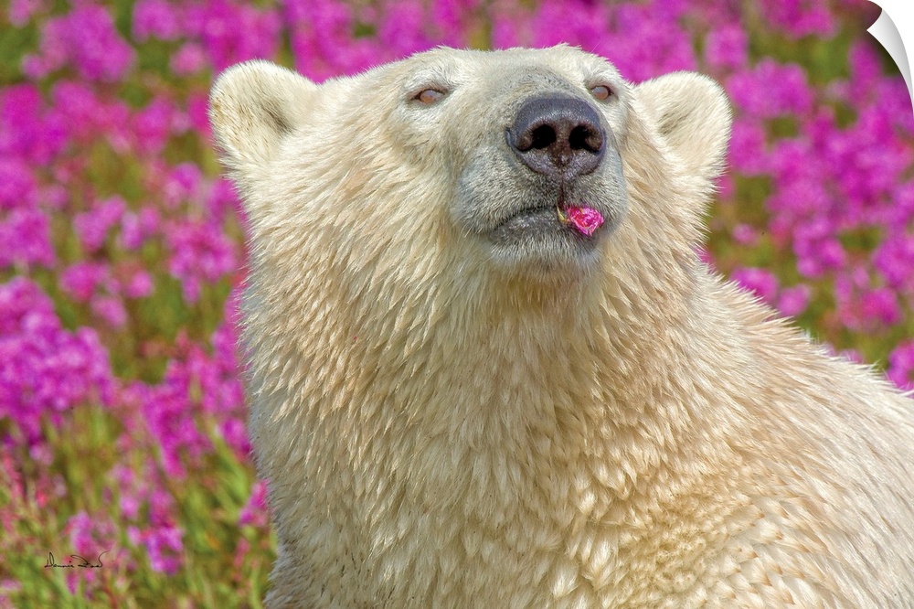 Polar bear in fireweed playfully chewing on a flower petal on an island off the sub-Arctic coast of Hudson Bay, Churchill,...