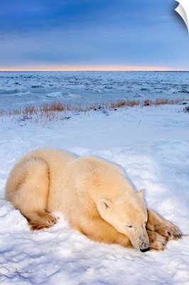 Polar Bear Sunset Nap