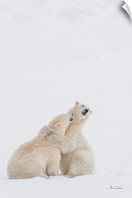 Polar Bears In A Wrestling Embrace