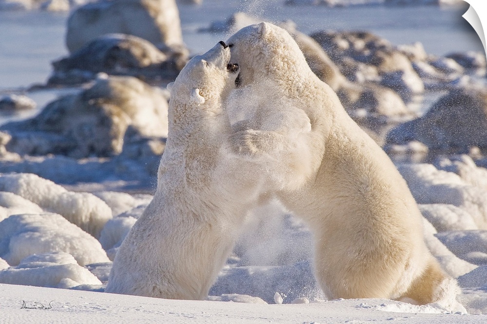 Polar Bears (Ursa maritimus) play wrestling for supremacy on sub-arctic Hudson Bay ice and snow, Churchill, MB, Canada