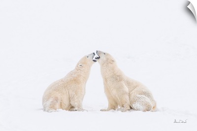 Polar Bears Mouthing Off