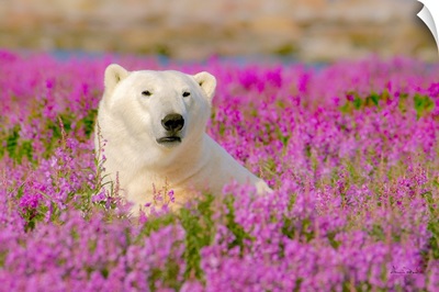 Polar Bears Posing In A Field Of Pink Fireweed
