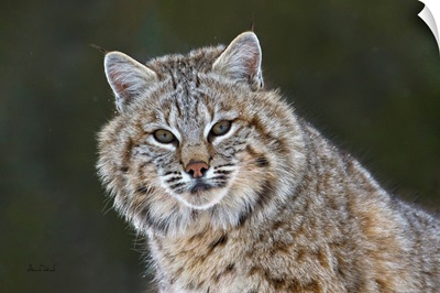 Portrait Of An Inquisitive Bobcat In Snowfall