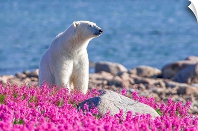 Pristine White Polar Bear  In Fireweed Landscape