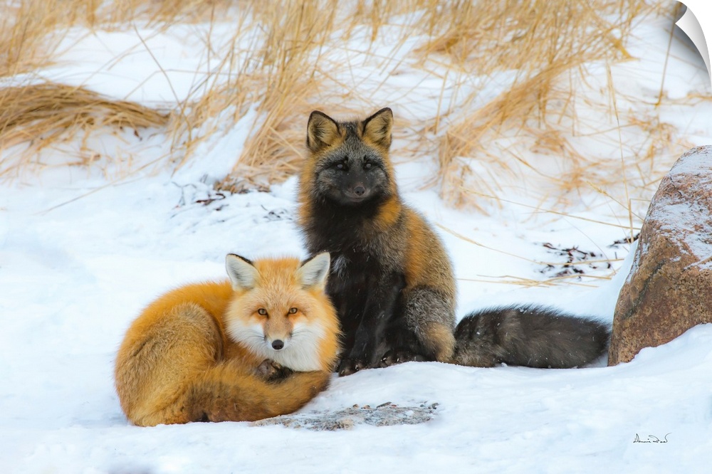 Red fox (Vulpes vulpes) normal phase and cross fox in friendly greeting, Seal River Lodge, Churchill, MB, Canada.