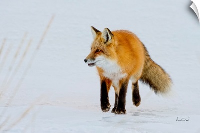 Red Fox On The Hunt