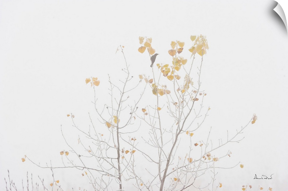 Rusty Blackbird (Euphagus carolinus) migration stop on trembling aspen (Populus tremuloides) in autumn fog and hoarfrost n...