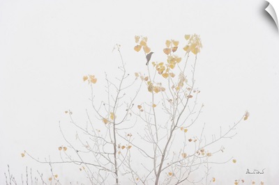 Rusty Blackbird On Trembling Aspen In Fog And Hoarfrost