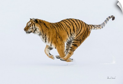 Siberian Tiger On The Run