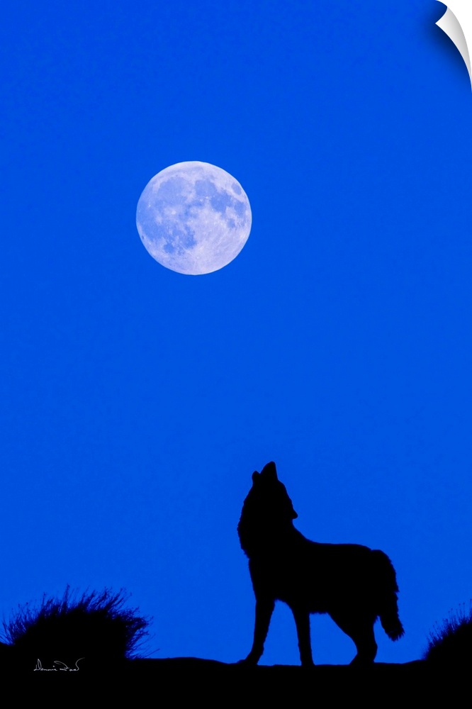 Composite of a captive grey wolf howling at the moon. Original moon in the photo replaced with detailed moon shot at the s...
