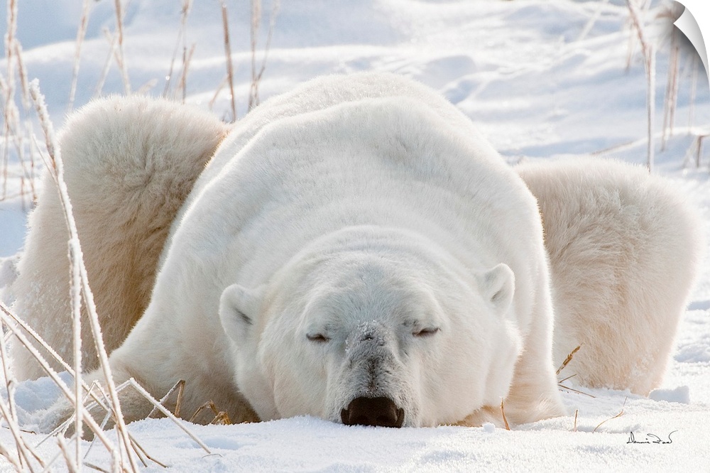 Sleepy polar bear on Hudson Bay Coast, Manitoba, Canada Waiting for the Real Cold.