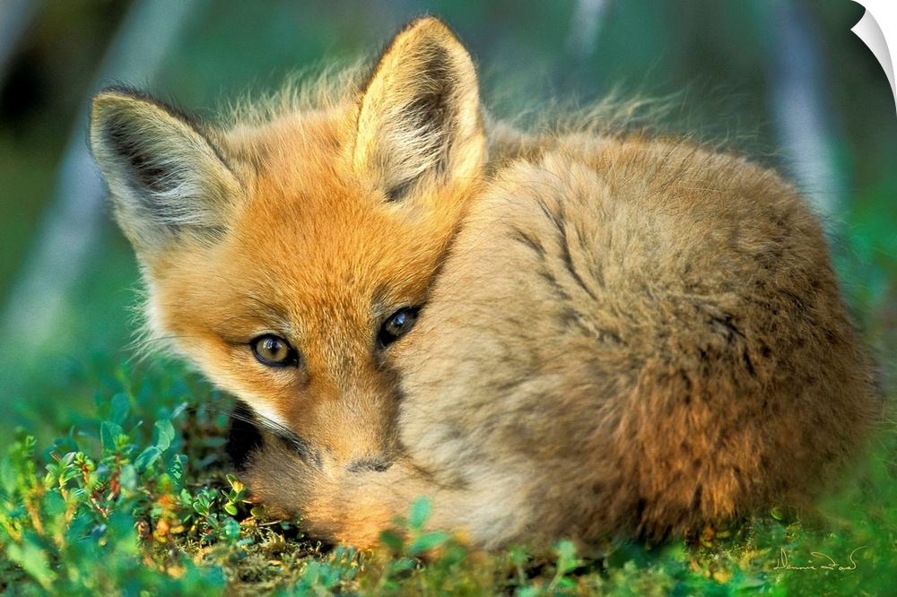 Sleepy young red fox kit ( Vulpes vulpes ) napping near boreal den, Churchill Manitoba, Canada.