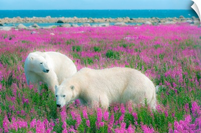 Two Polar Bears In A Field Of Pink Fireweed