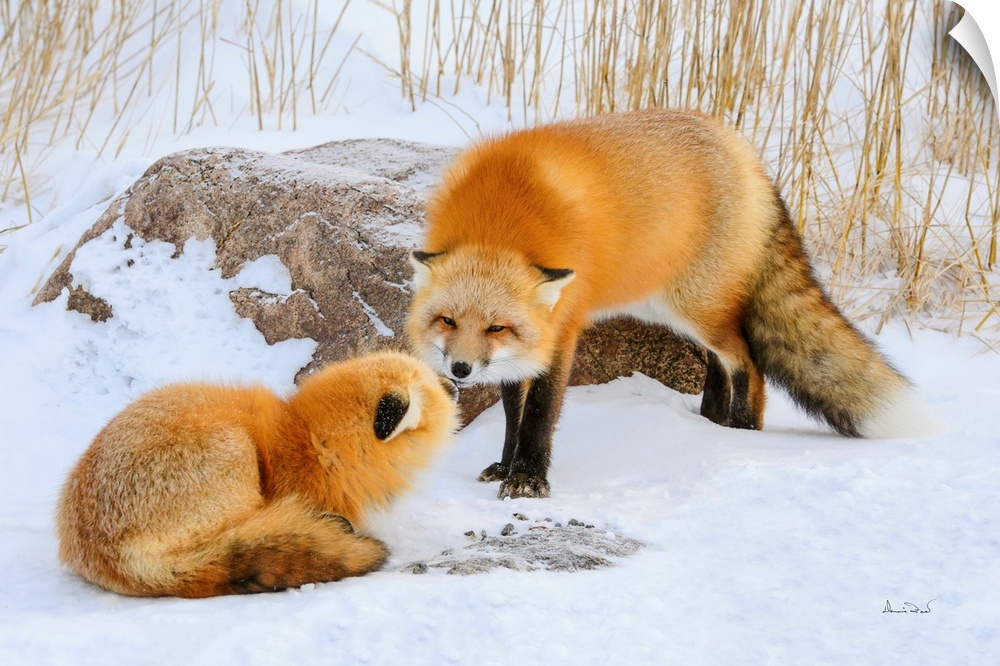 Red Foxes (Vulpes vulpes) in friendly greeting at Seal River Lodge, Churchill, MB, Canada.
