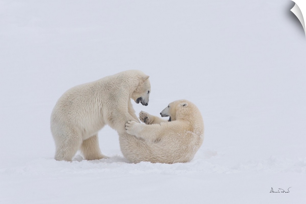 Polar Bears (Ursa maritimus) play wrestling and tumbling on sub-Arctic Hudson Bay ice and snow, Churchill, MB, Canada