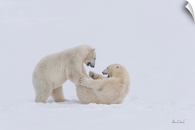 Young Polar Bears Test Their Wrestling Skills