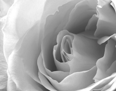 A Close Up White Rose In Black And White