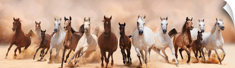 A herd of horses running on the sand storm.