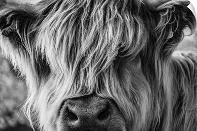 A Very Long-Haired Cow Looks At The Viewer Through Its Hair