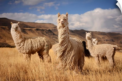 Alpacas In Andes Mountains, Peru