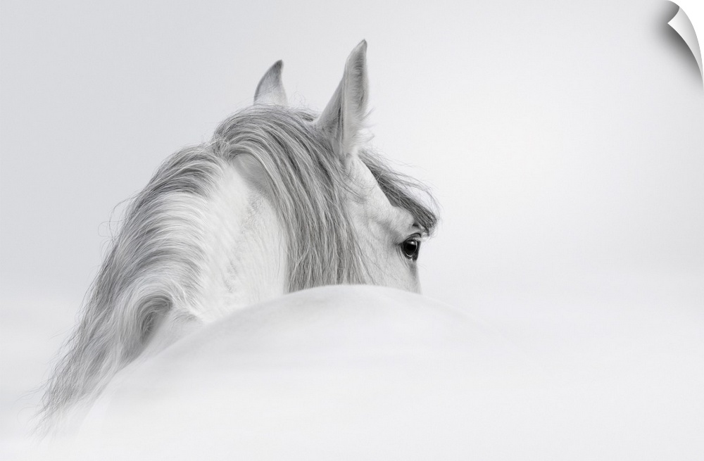 Gray Andalusian horse in the mist.