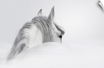 Andalusian Horse In Mist