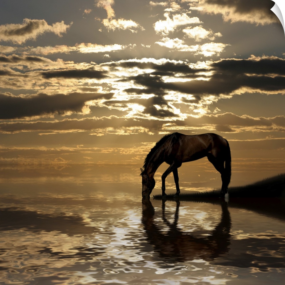 Brown arabian horse portrait on evening sky background.