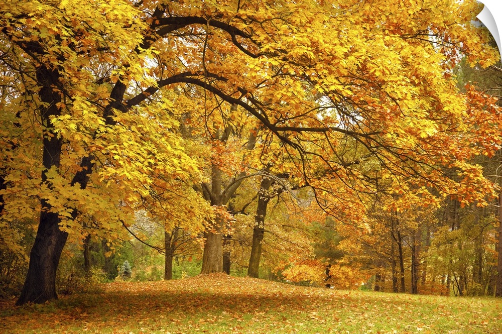 Autumn gold trees in a beautiful park.