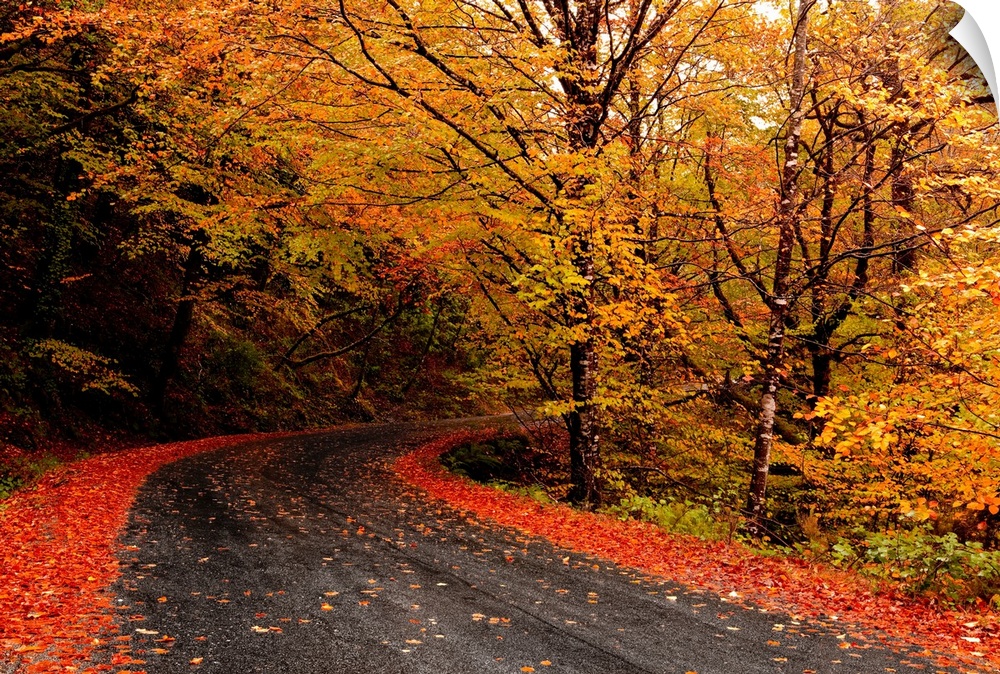 Autumn landscape with a beautiful road and colored trees.