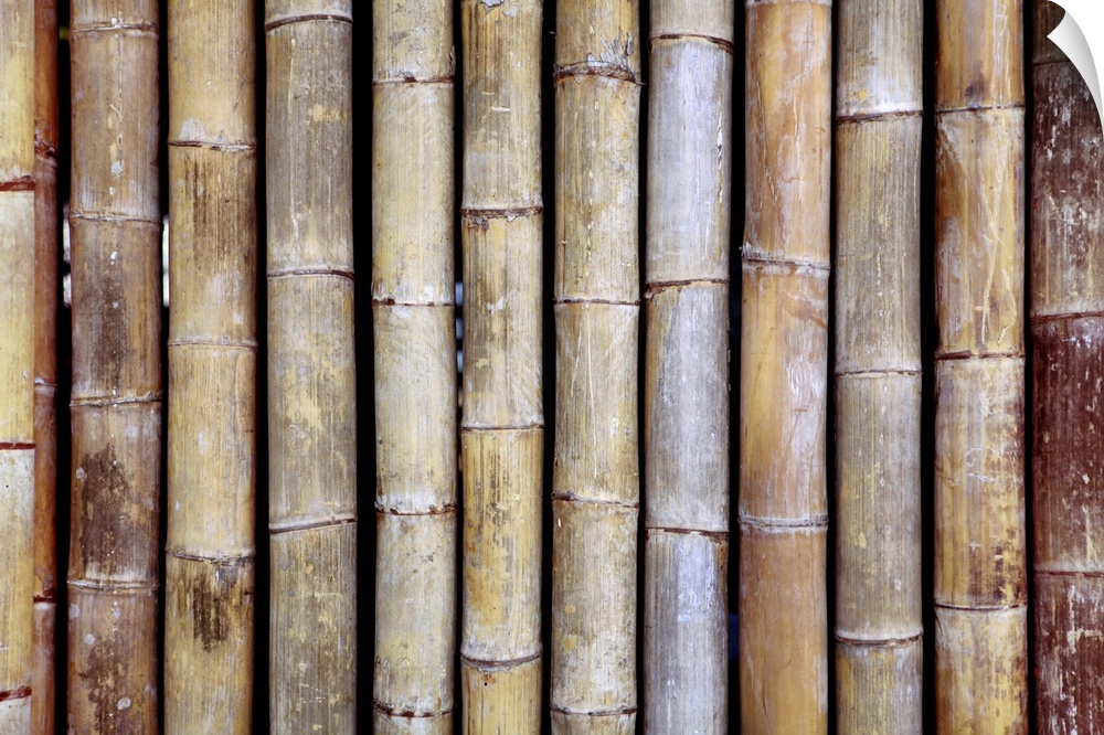 Background from old bamboo sticks, wood texture.