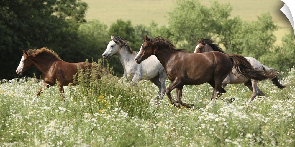 Batch of horses running in a flowered scene during spring.