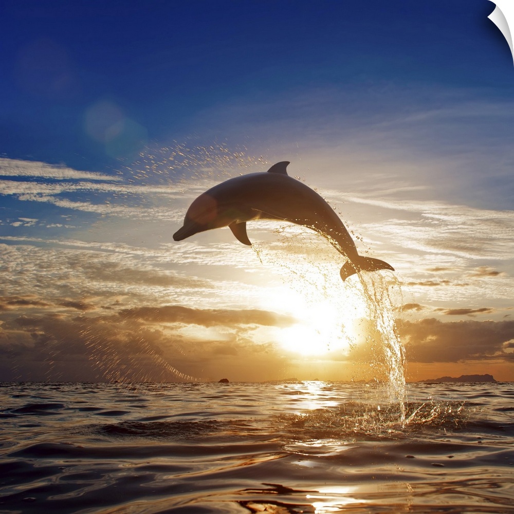 Beautiful dolphin leaping from shining sunset sea water surface.