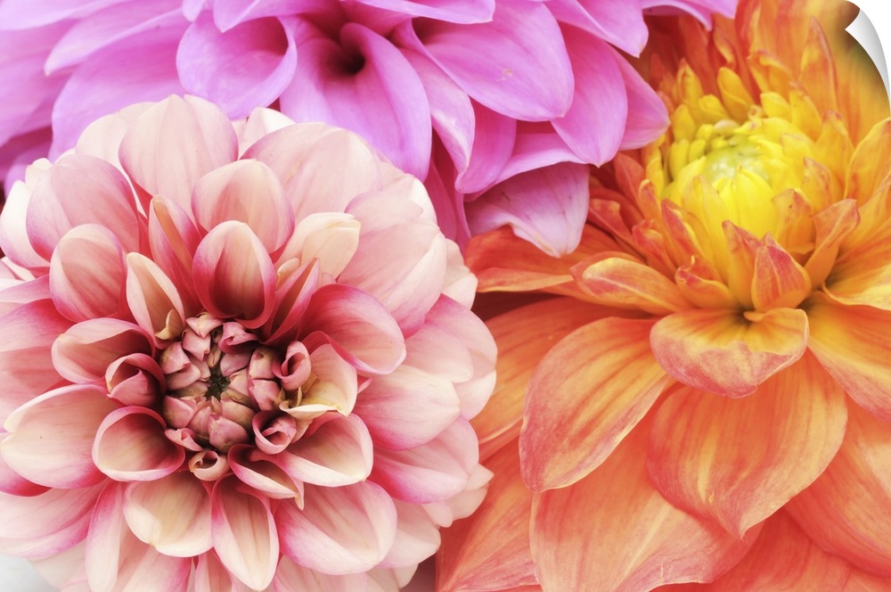 A close-up shot of beautiful multicolored dahlias.