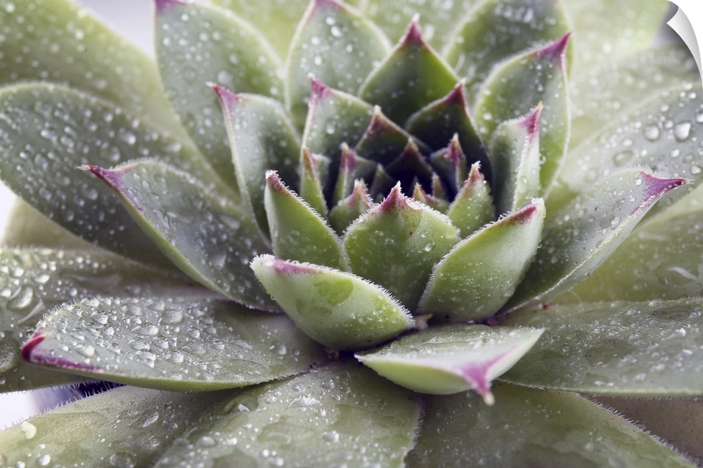 Beautiful succulent plant with water drops close up.