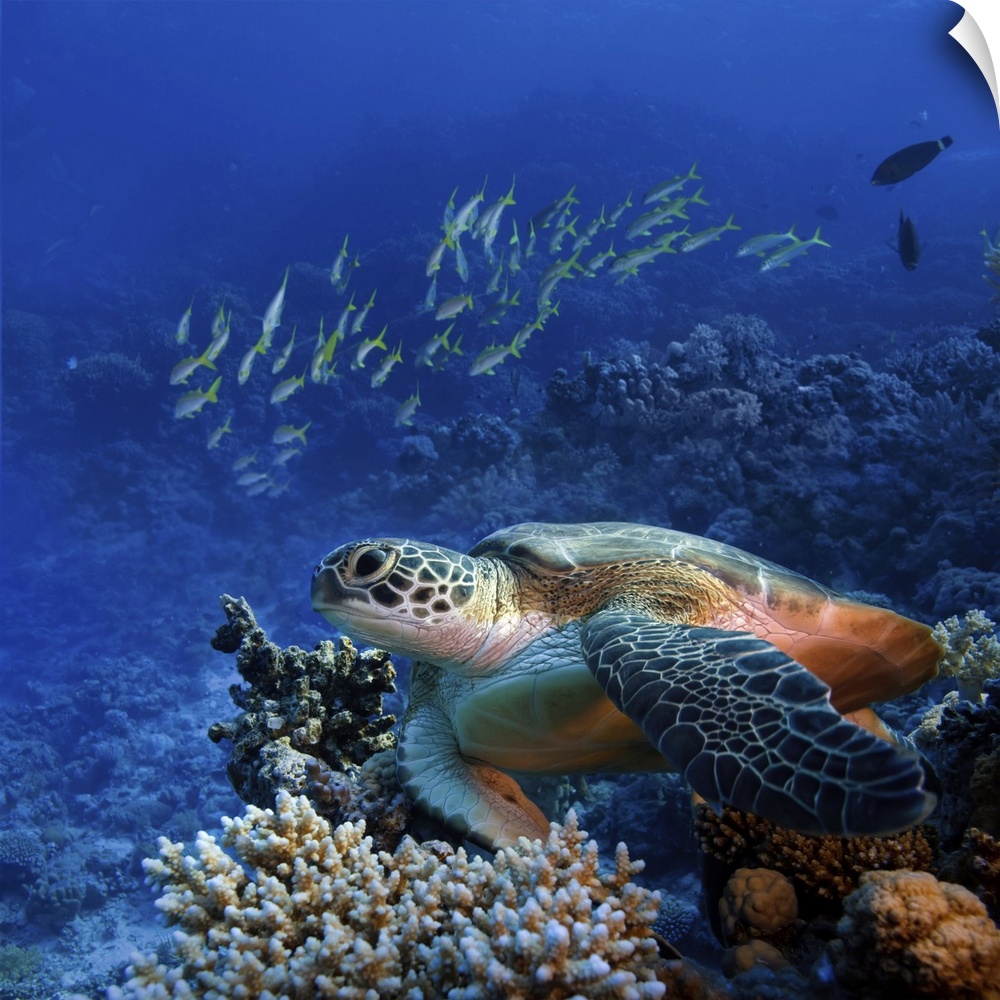 Big sea turtle sitting on colorful coral reef.
