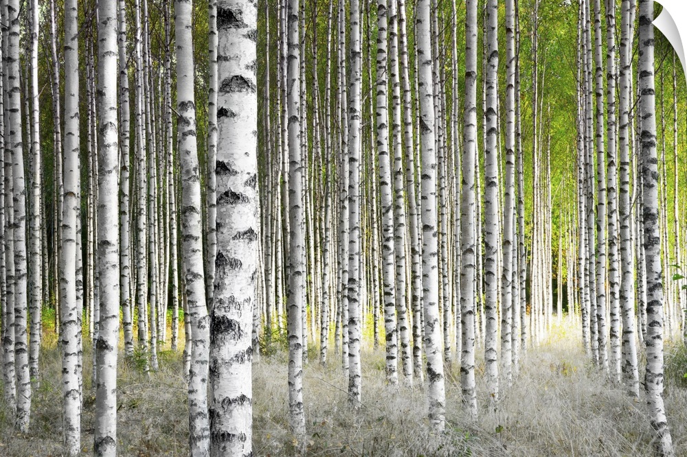 Birch trees in bright sunshine in late summer.