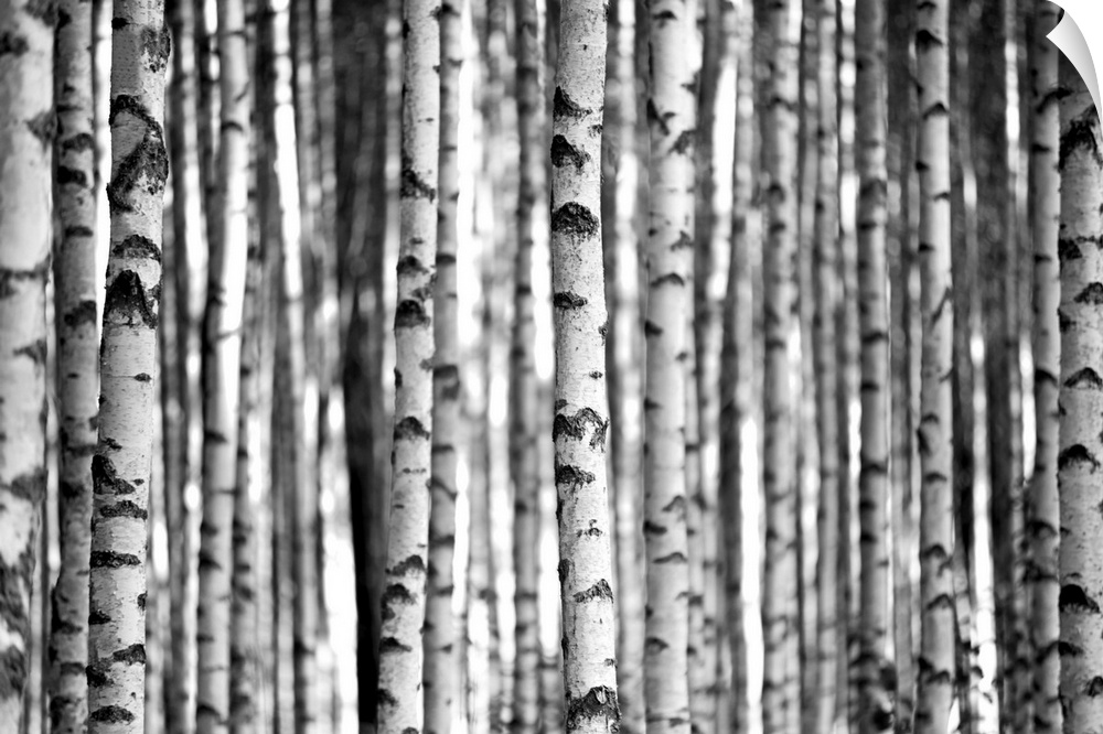 Trunks of birch trees in black and white.