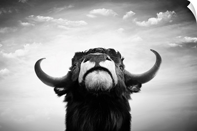 Black And White Imponent Bull Portrait