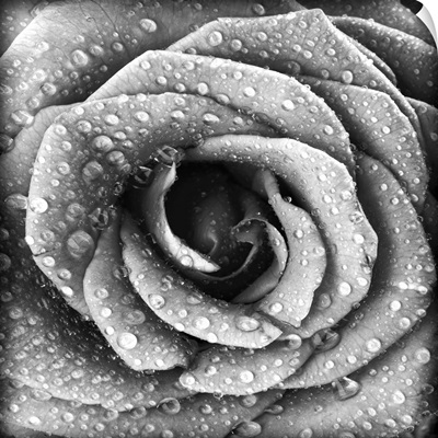 Black And White Rose