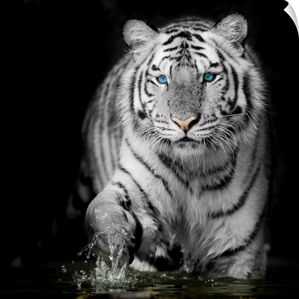 Black & white tiger.