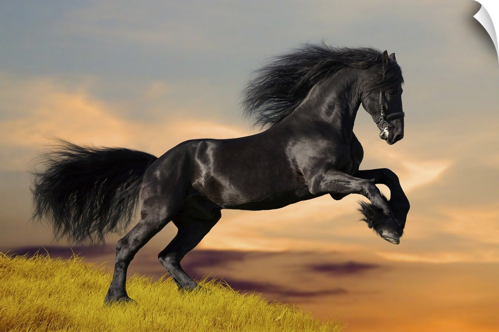 Black horse galloping on a hill at sunset.