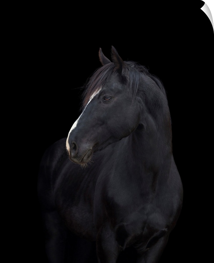 Black horse head on black background.