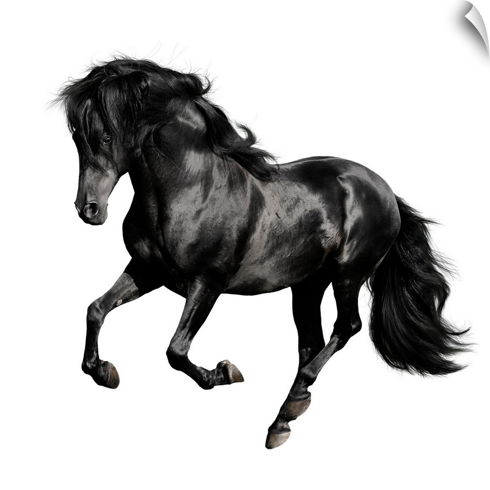 Black horse galloping isolated on white background.