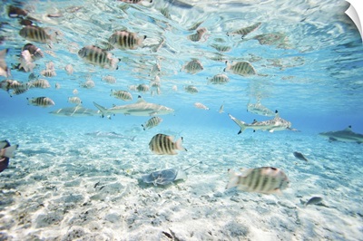 Bora Bora Underwater