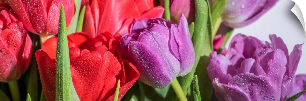 Panoramic shot of a bouquet of colorful spring tulips with water drops on white background.