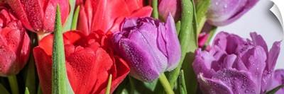 Bouquet Of Colorful Spring Tulips