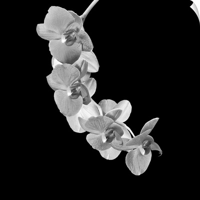 Bright High Key Monochrome White Orchid Blossom Branch Macro On Black